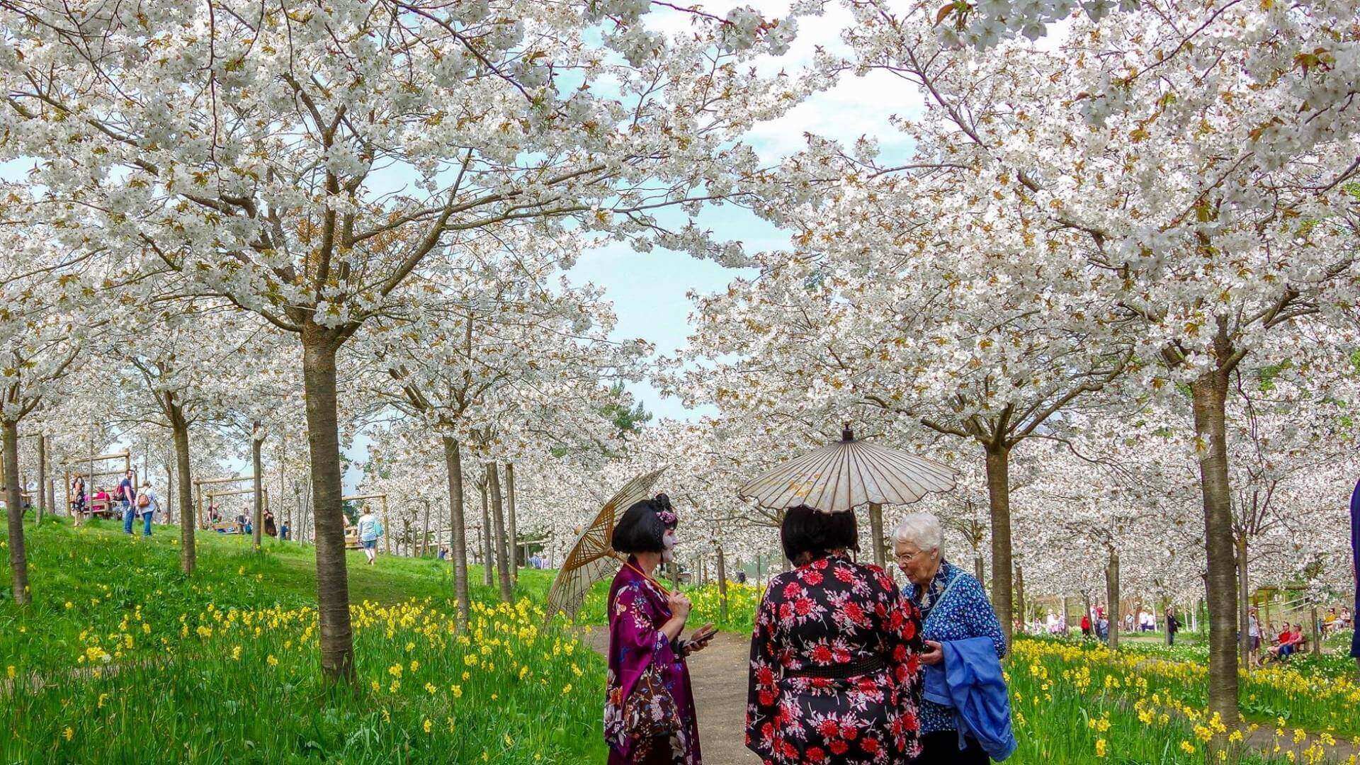 The Alnwick Garden Cherry Blossoms Visit Northumberland